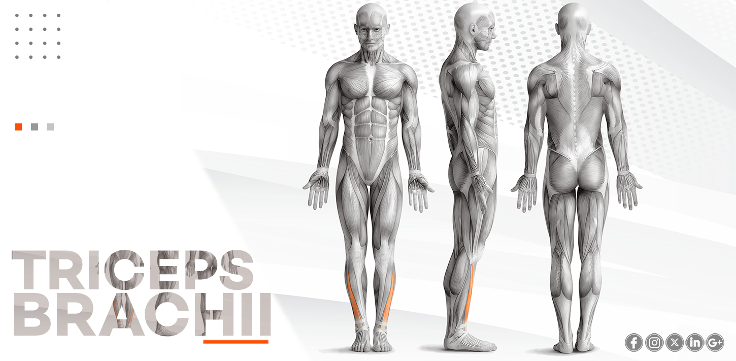 EXTENSOR DIGITORUM LONGUS